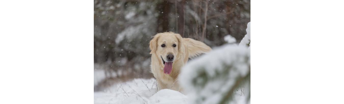 chien dans la neige