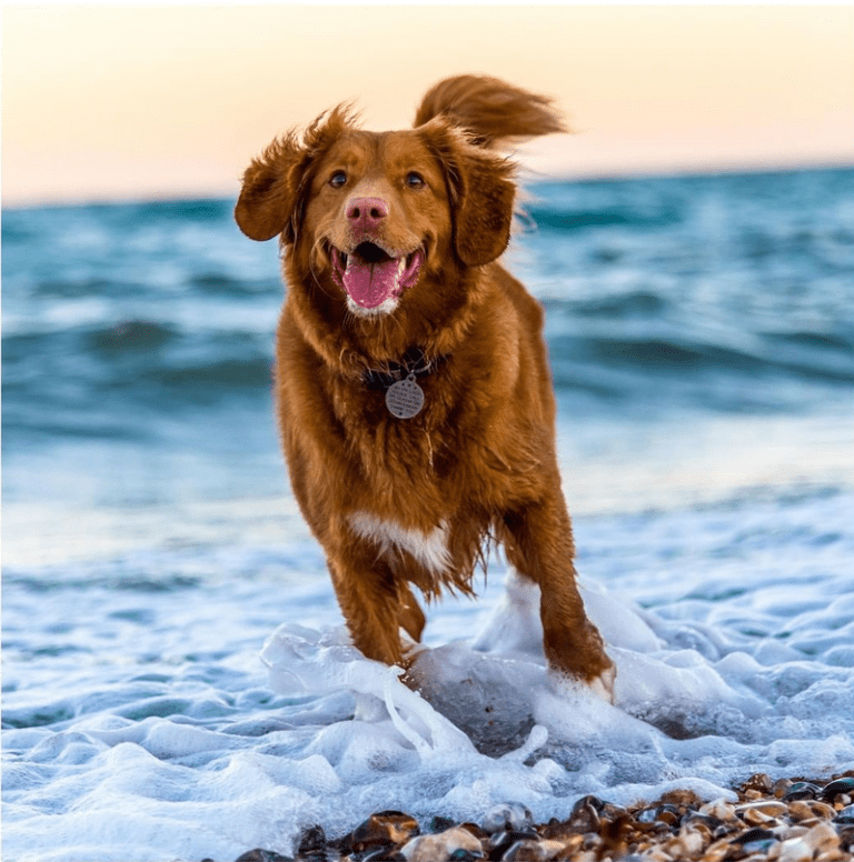 chien qui court dans la mer