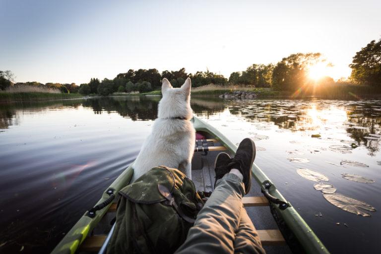 chien dans une barque