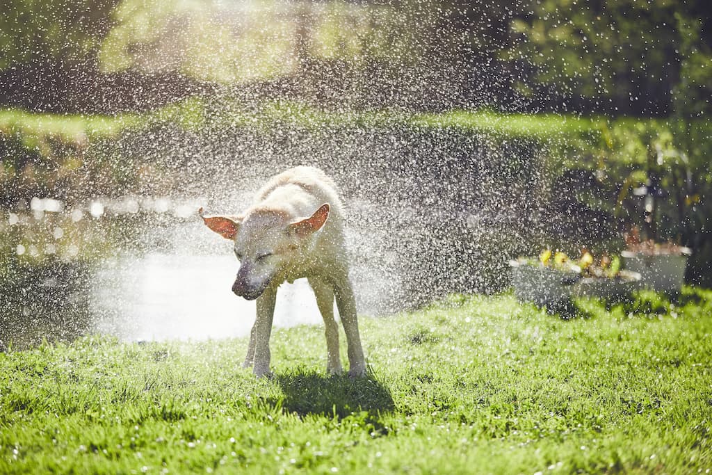 chien qui se secoue