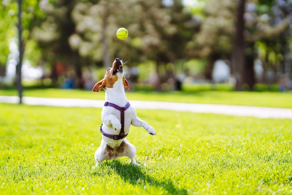 chien qui joue à la balle