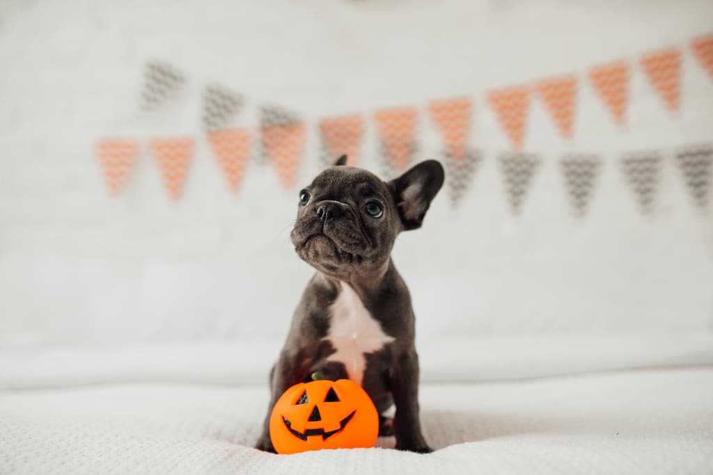 halloween chien