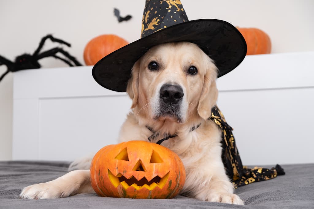 citrouille et chapeau halloween chien