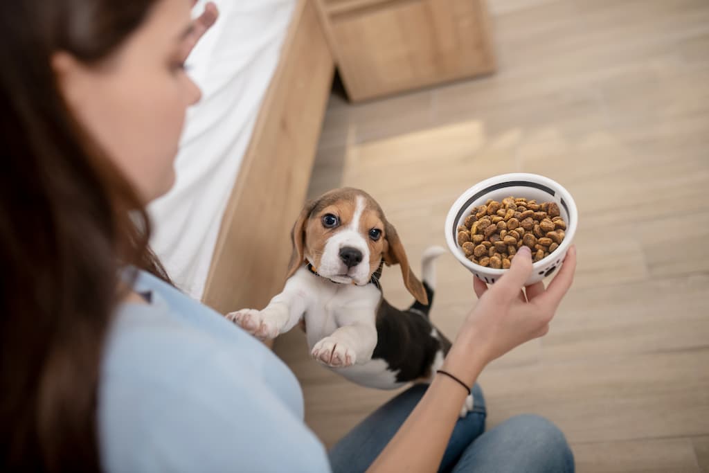 chiot beagle qui a faim