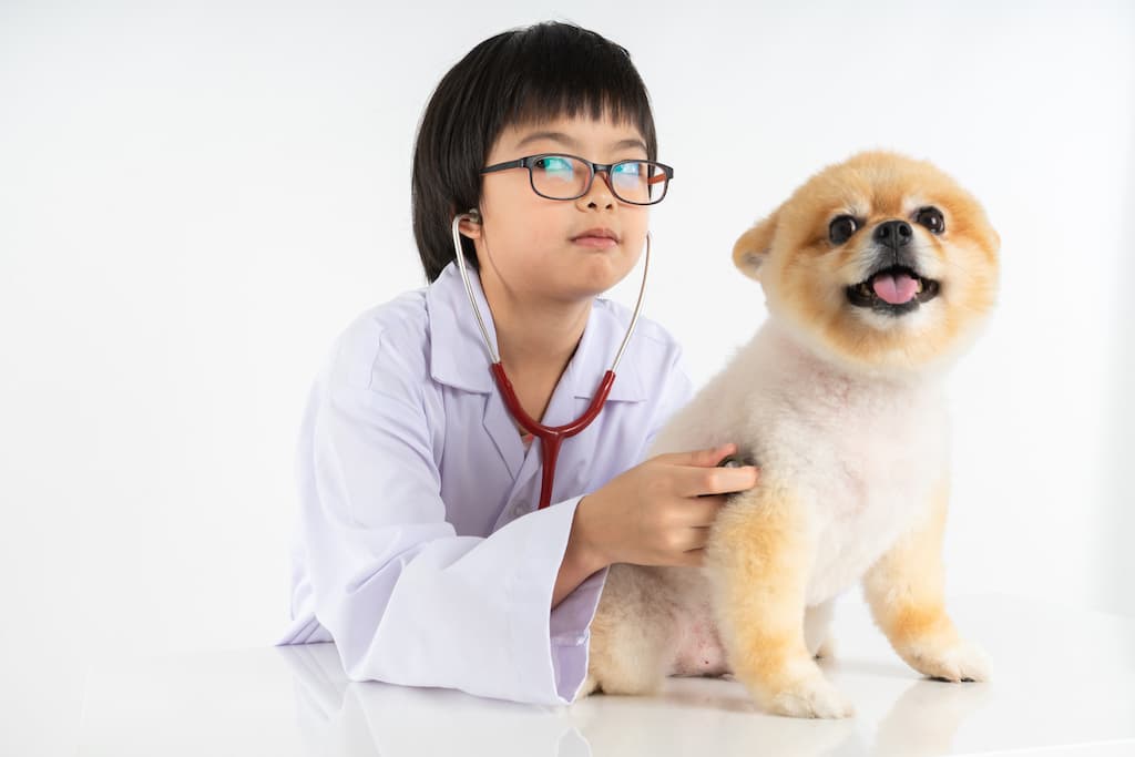 auscultation chien