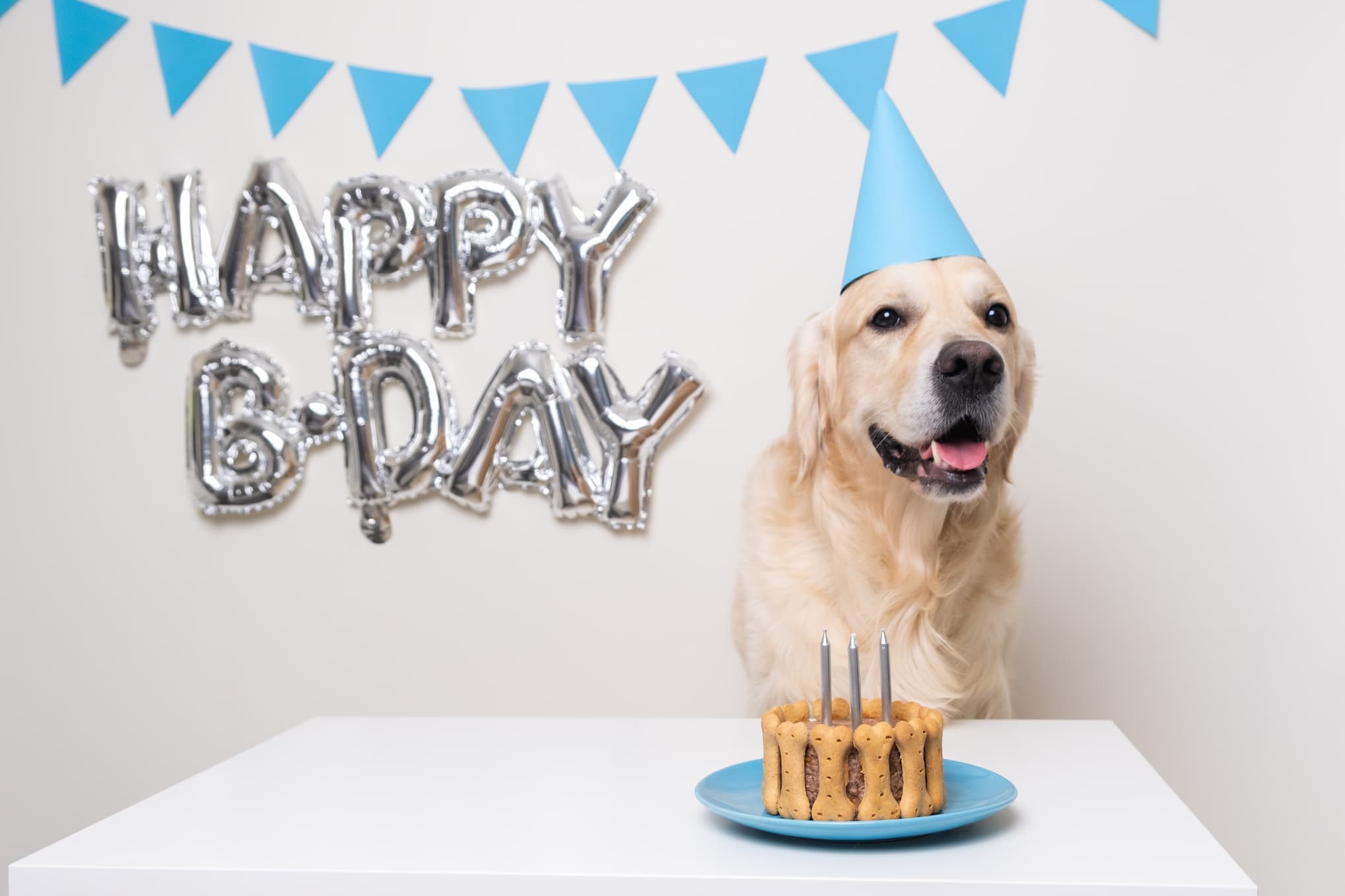 gateau anniversaire chien