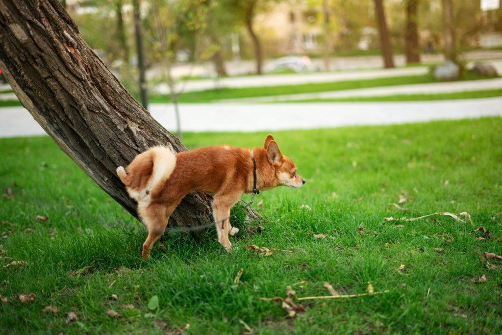 chien qui fait pipi