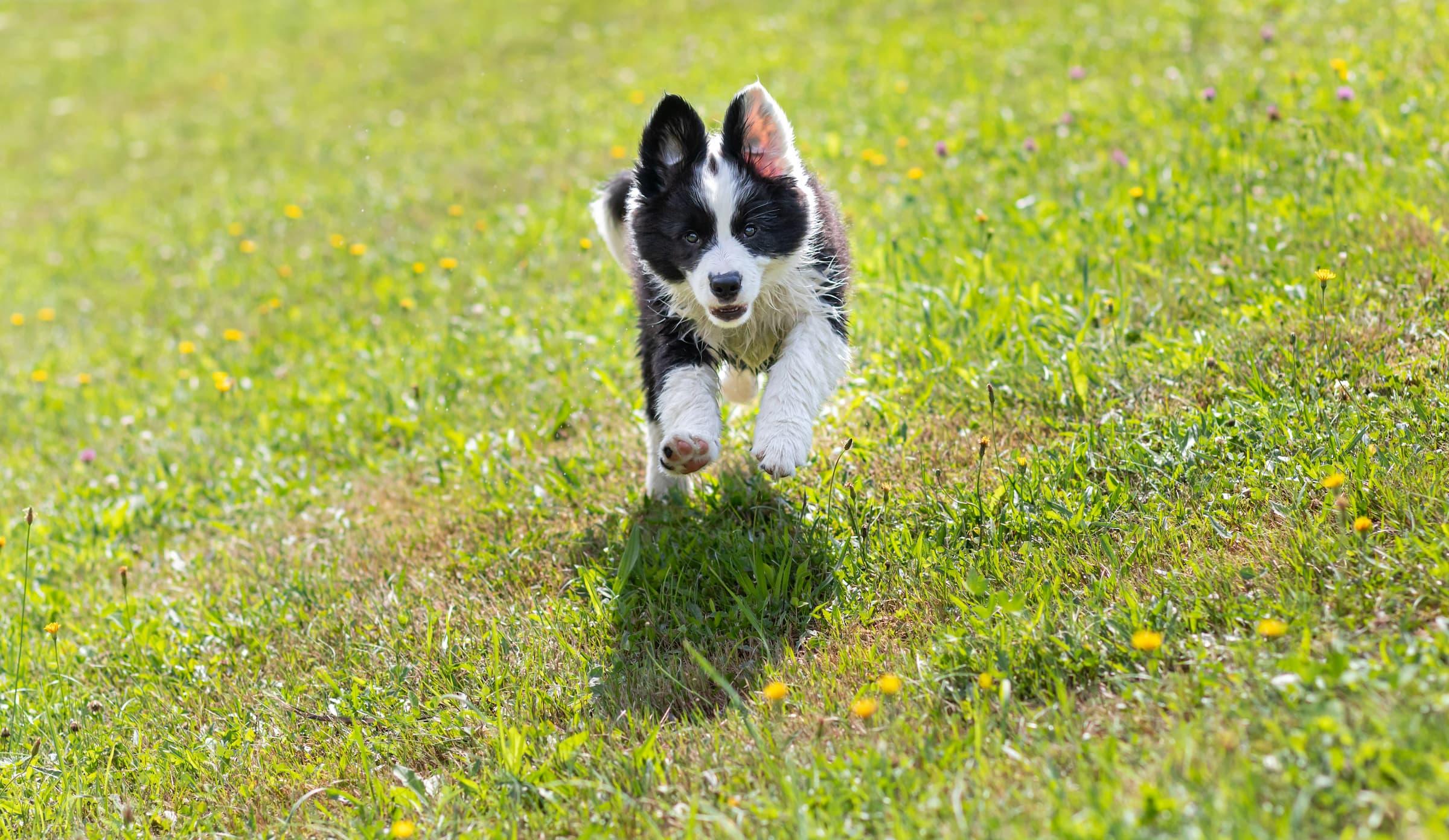 chiot qui court dans l'herbe