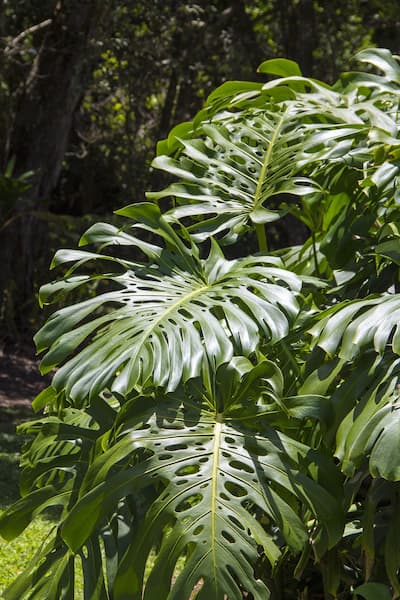 danger philodendron chien