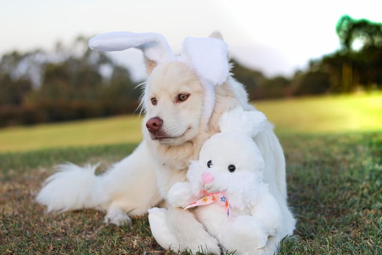 lapin et chien