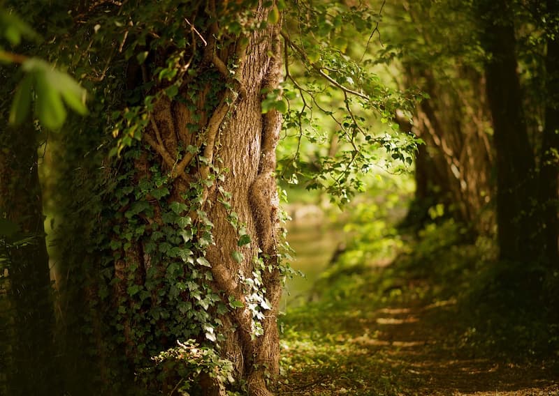 chien en foret printemps